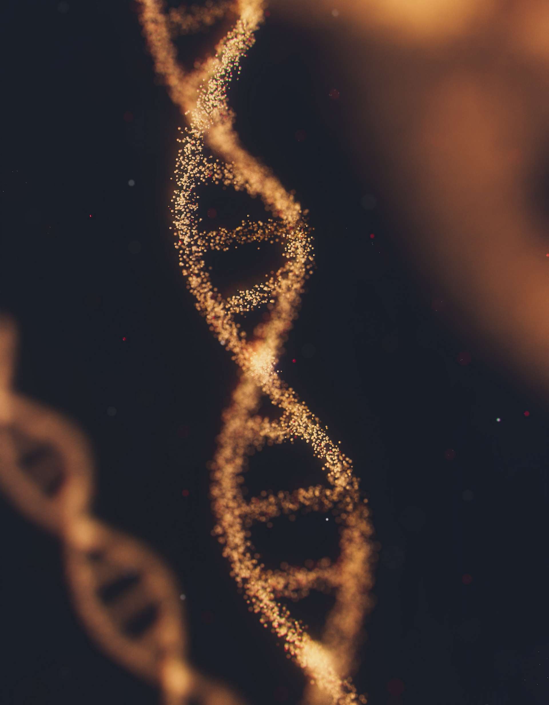 科学家在马达加斯加北部确认发现新的叶尾壁虎物种